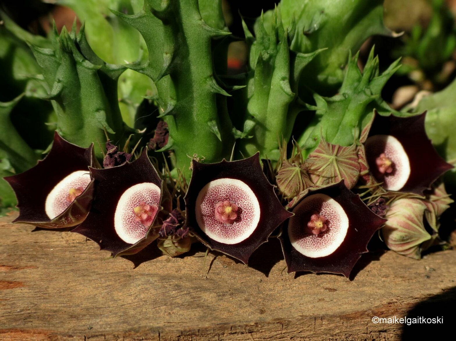 Huernia oculata Hook.f. International Stapeliad Group
